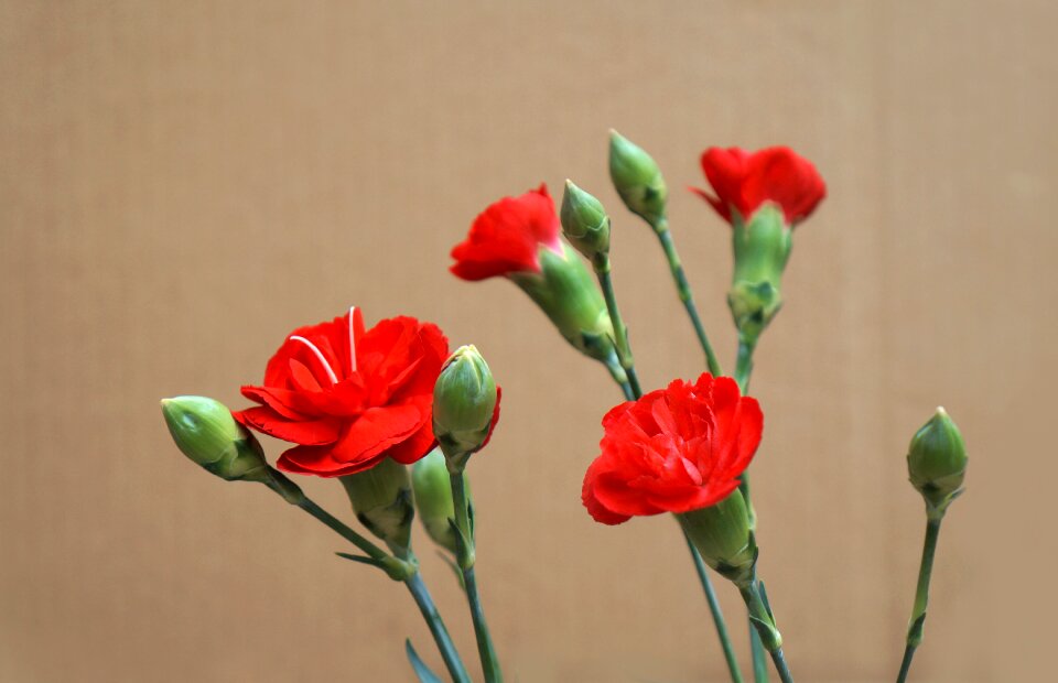 Red natural picture