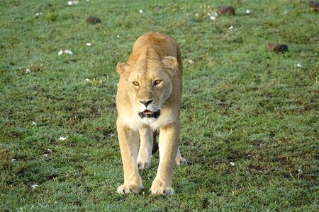 Nature animal lioness photo