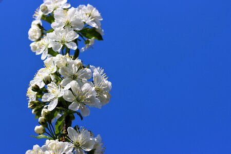 Flower isolated season