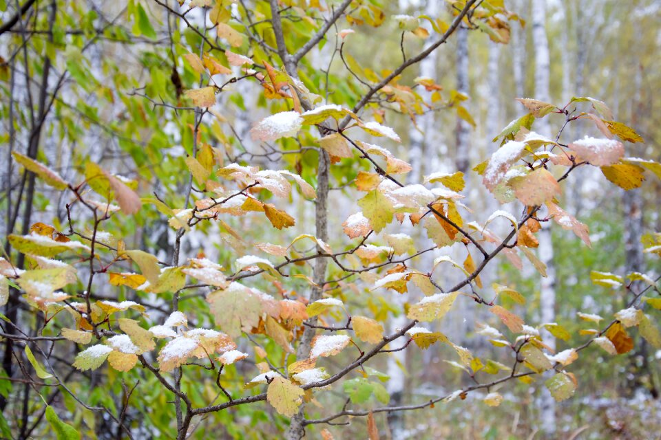 Trees the snow on the leaves fall colors