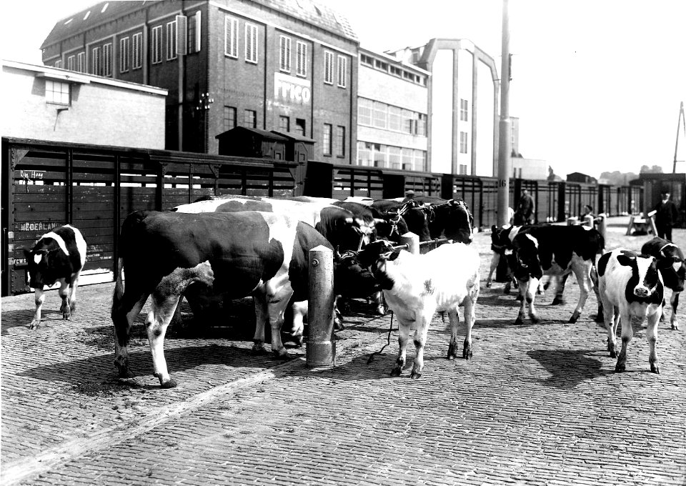HUA-163416-Afbeelding van het vervoer van vee (koeien) op de veelading van het N.S.-station Leeuwarden te Leeuwarden