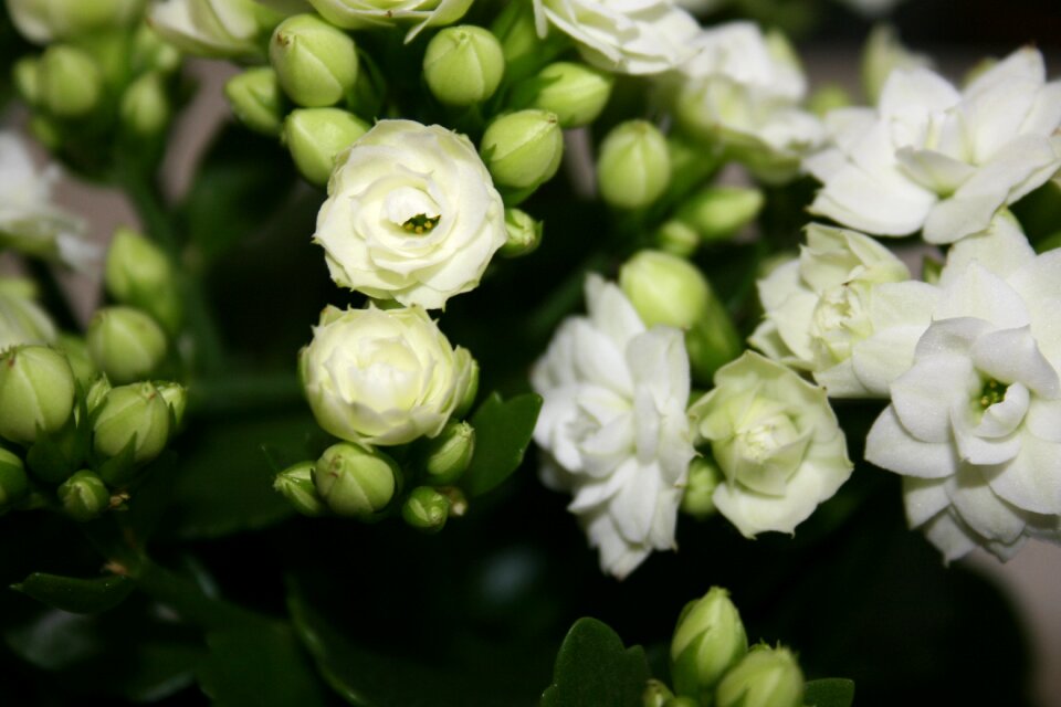 Spring in bloom flowers background