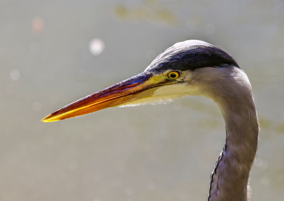 Nature body of water heron