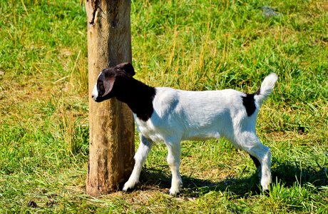 Animal prima donna young animals