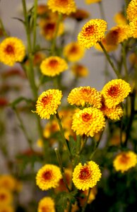 Chrysanthemum cuc bi Free photos