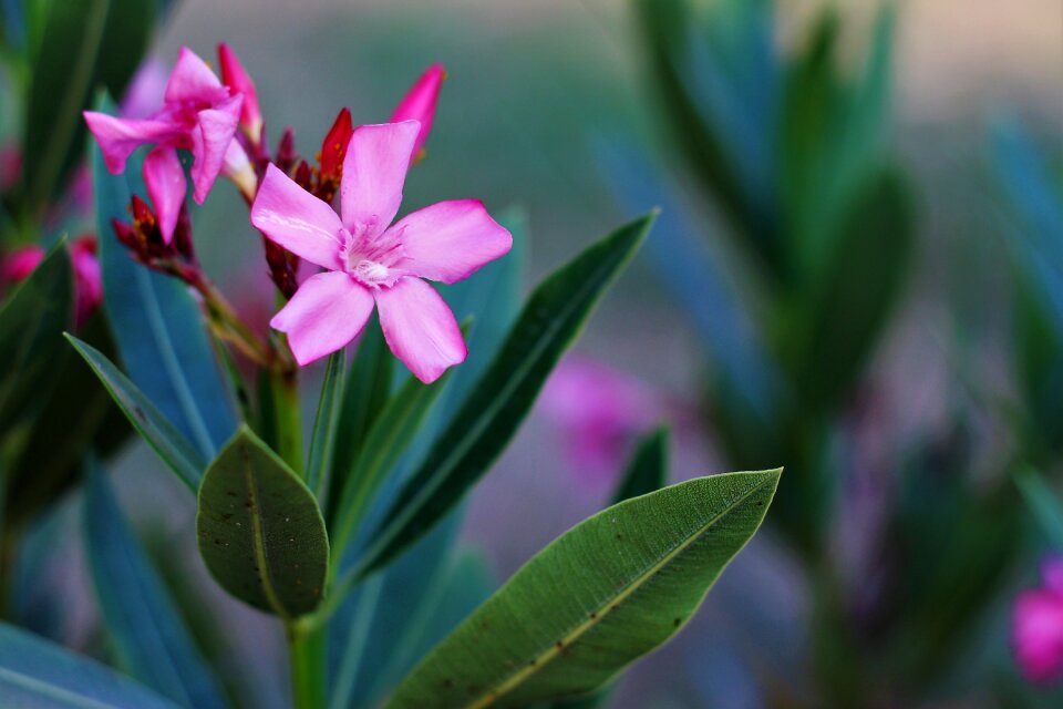 Garden leaves green