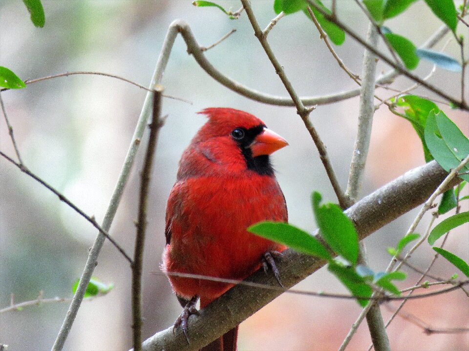 Wildlife tree cardinal photo