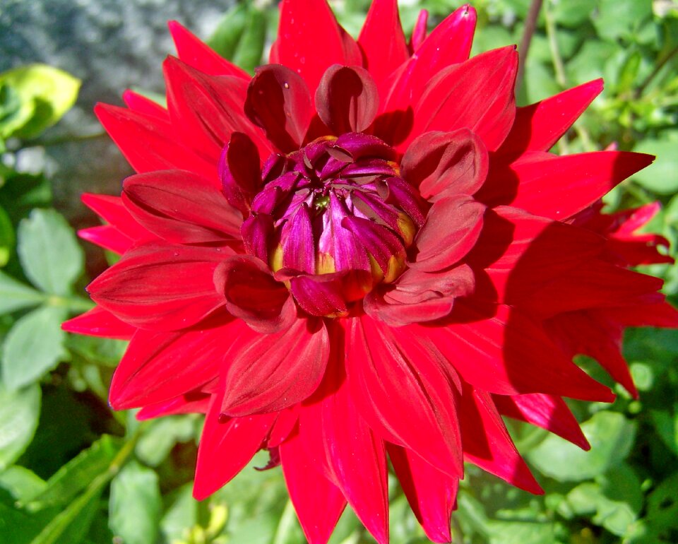 Dahlia red flower summer flower