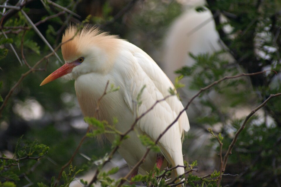 South africa bird animal