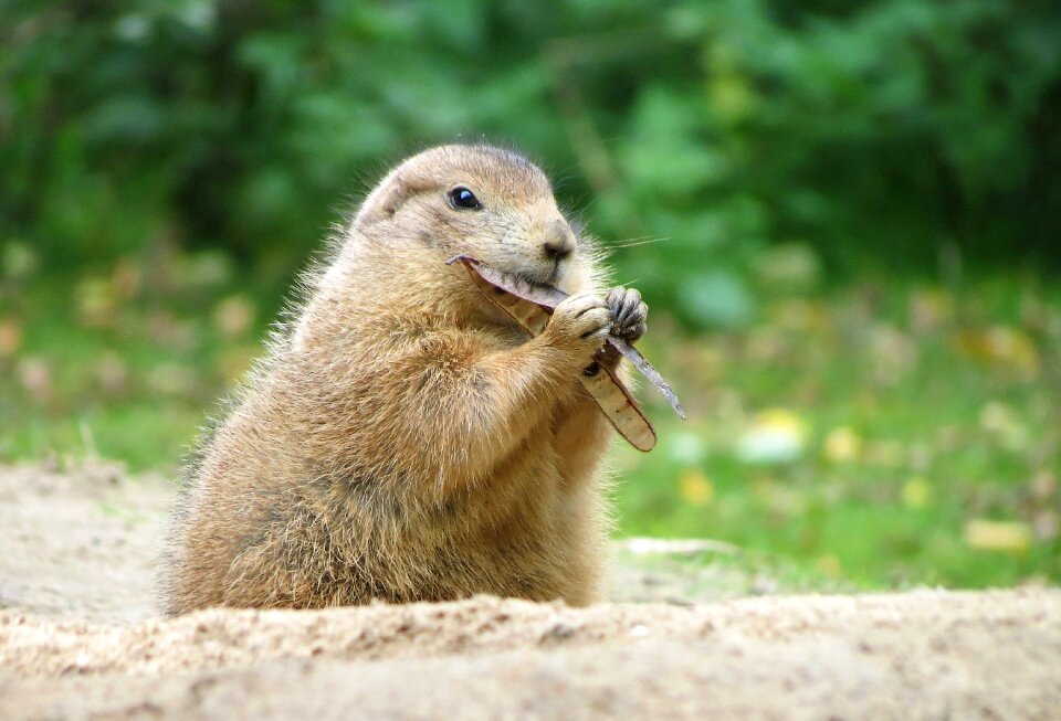 Herbivores fur animal