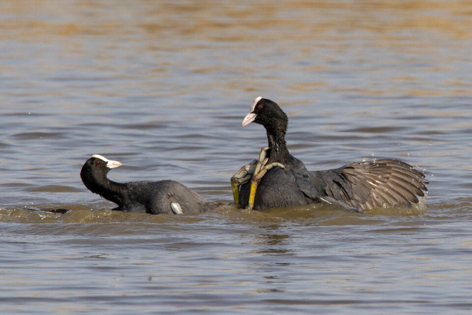 No person water birds nature