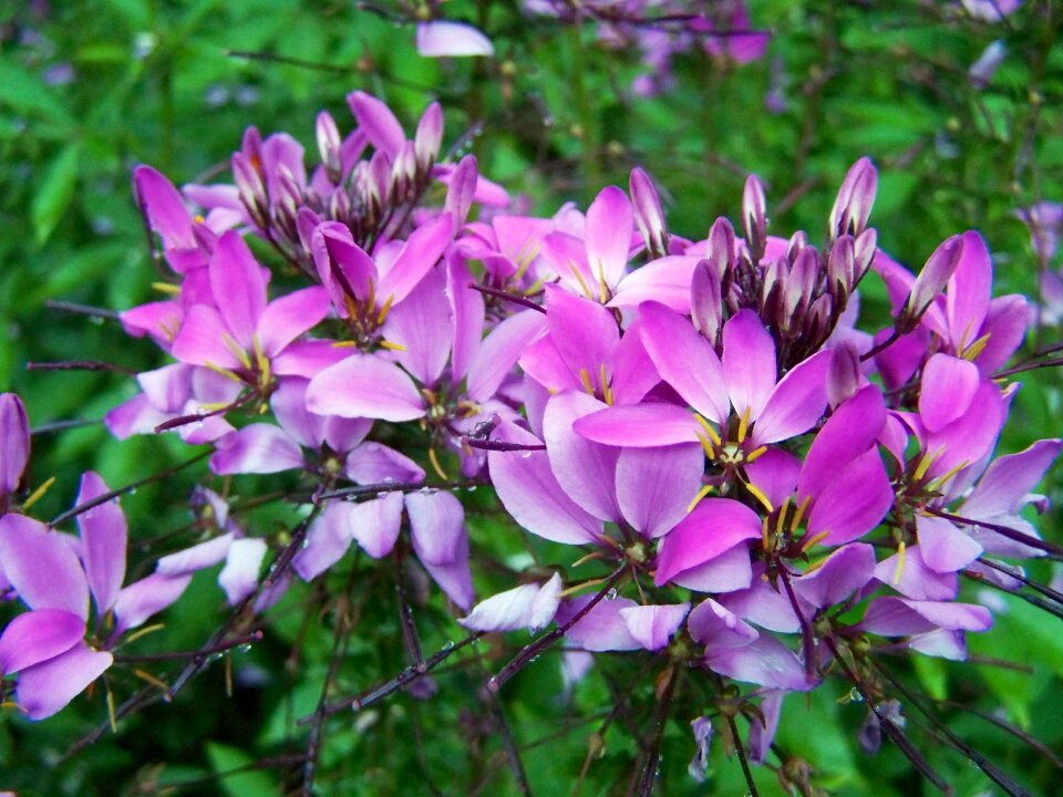 Cleopatra's needle purple flower garden