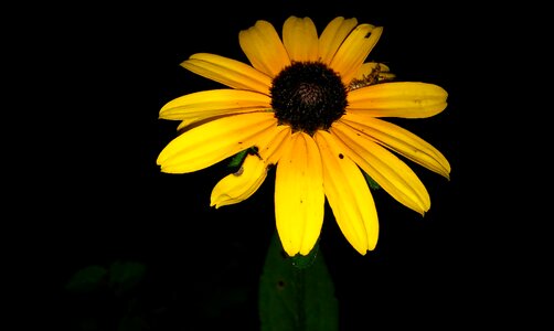 Brown-eyed susan conedisk conedisk sunflower photo