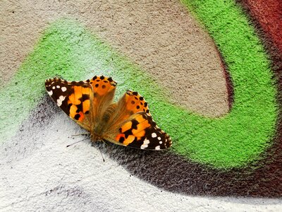 Insect garden graaffiti