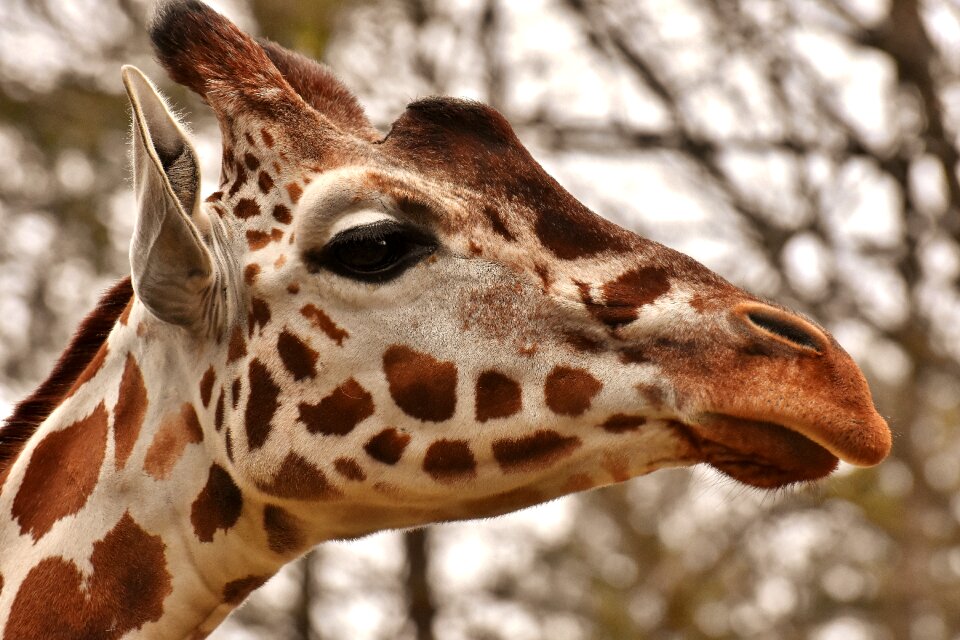 Animal portrait wild animal tierpark hellabrunn