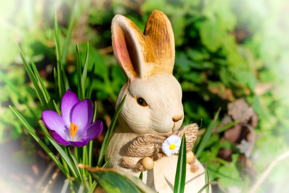Crocus spring figure