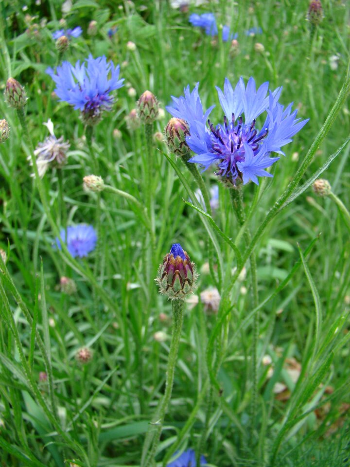 Plant lawn field