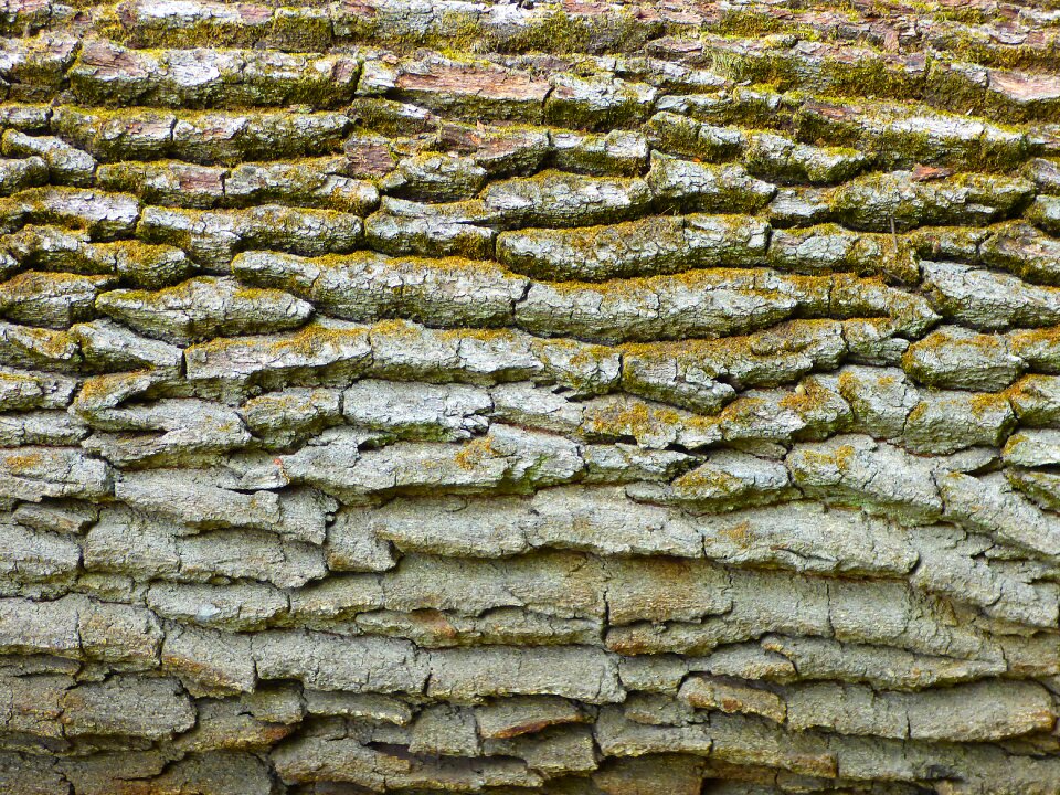 Pattern moss structure