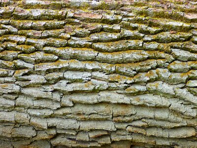 Pattern moss structure