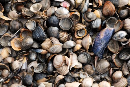 Sea north sea mussel shells photo