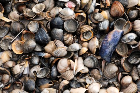 Sea north sea mussel shells
