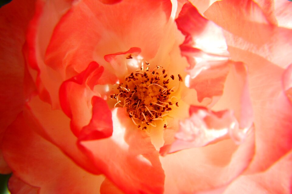 Flower pink pistil