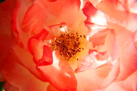 Flower pink pistil photo