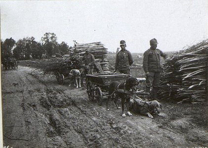 Hunde bei der Arbeit. (BildID 15691671)