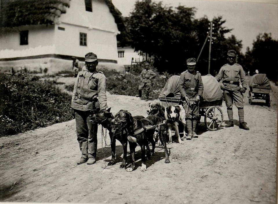 Hundetrain der 38.Honvedinfanteriedivision an der Strypa, 28.7.1916 (BildID 15542660)