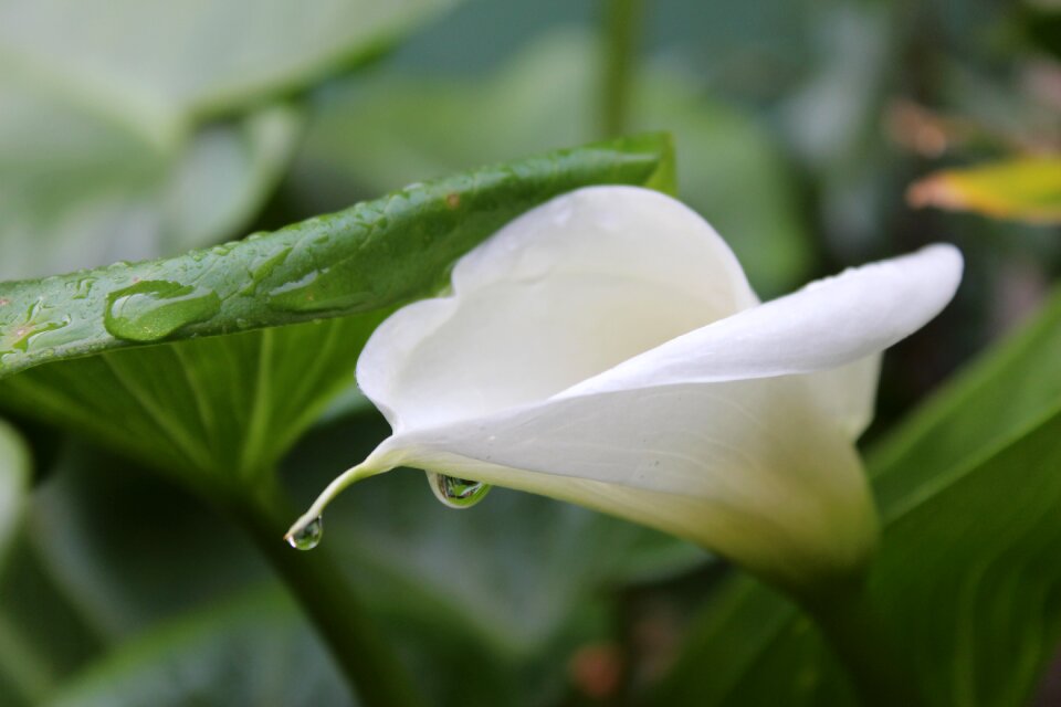 Plant green petal