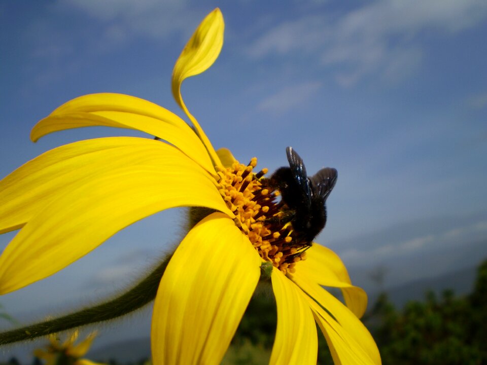 Yellow bumblebee black