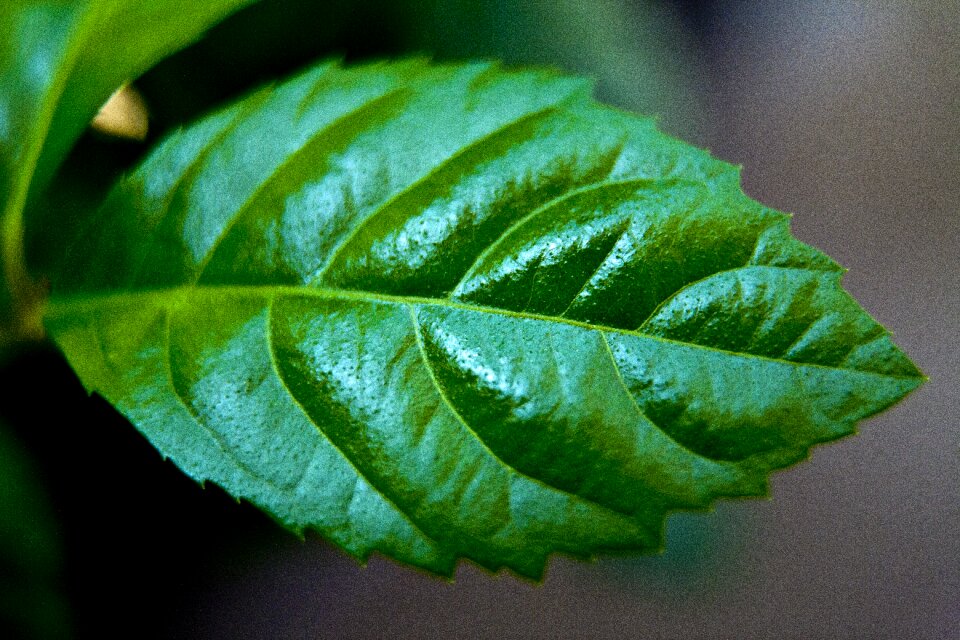 Plants nature abstract
