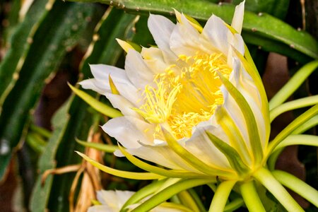 Cactus large dragon fruit
