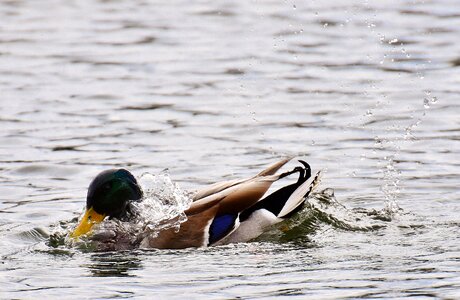 Male water bird duck photo