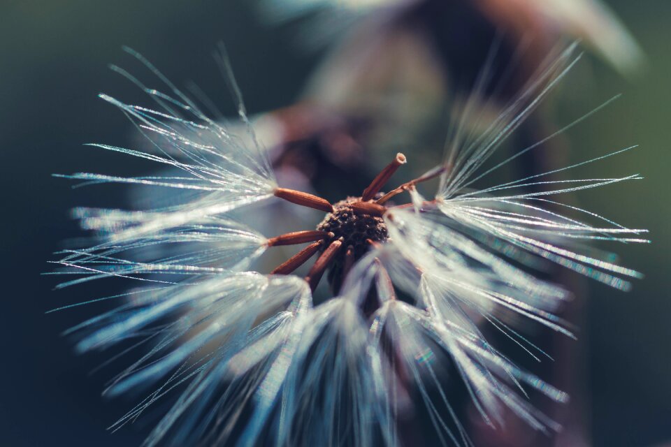 Flower of course spring