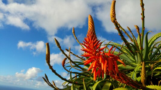 Agavengewächs red flower aloe flowering