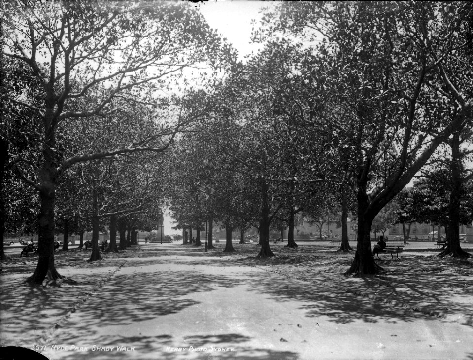 Hyde Park shady walk, Sydney from The Powerhouse Museum Collection