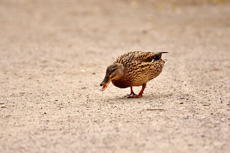 Water duck bird photo