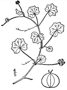 Hydrocotyle sibthorpioides drawing
