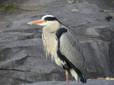 Nature beak animal