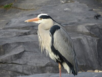 Nature beak animal photo