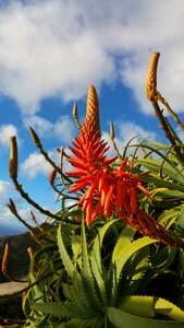 Madeira agavengewächs red flower