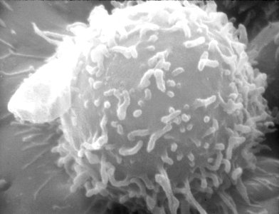 Human lymphocyte photo