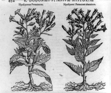 Hyoscyamus Peruuianus (and) Hyoscyami Peruuiani alteraicon LCCN2005680911