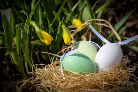 Easter nest easter osterglocken photo