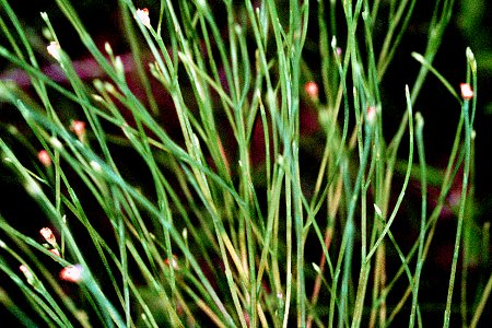 Hypericum gentianoides NRCS-1