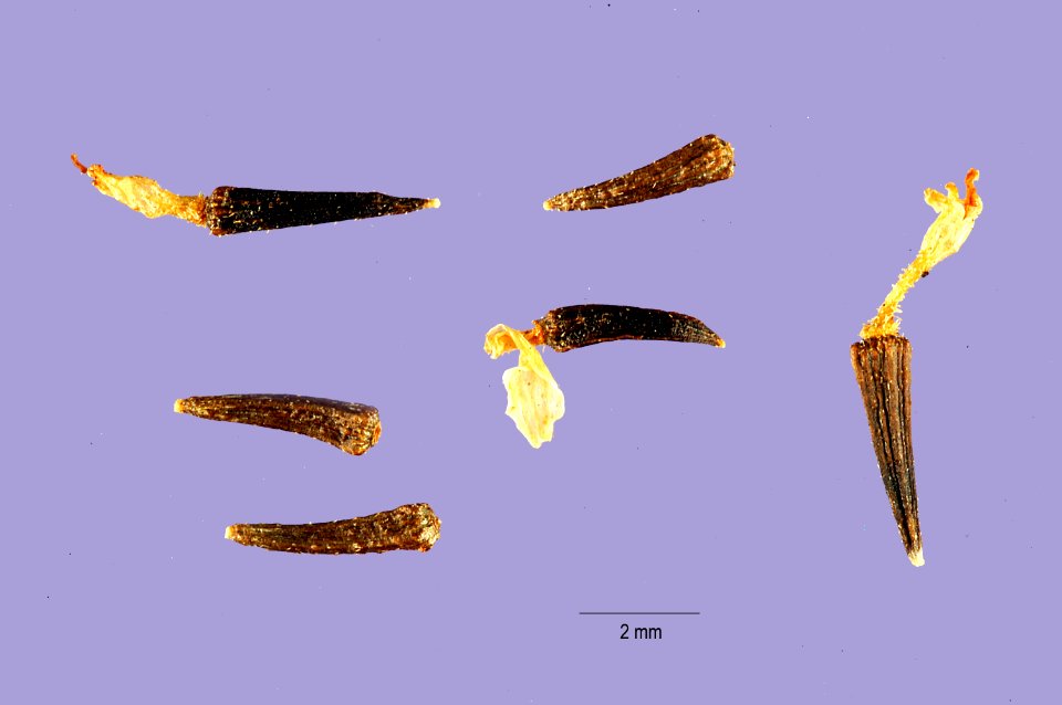 Hymenothrix dissecta seeds