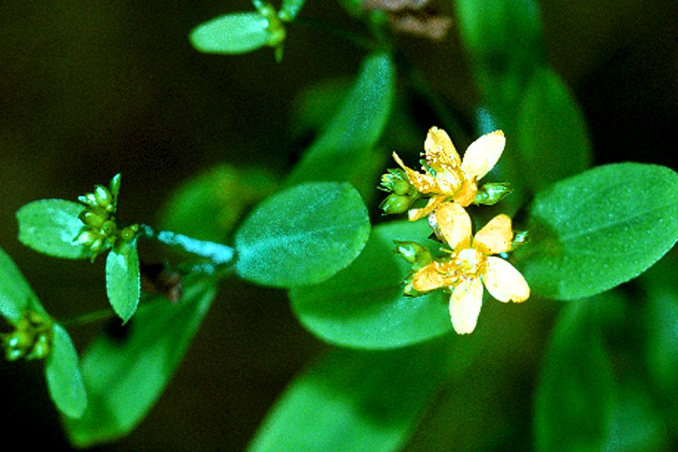 Hypericum punctatum NRCS-1