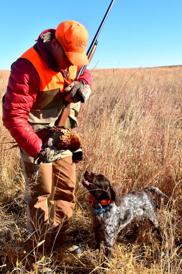 Hunter with dog and ring-necked pheasant in LaCreek National Wildlife Refuge, South Dakota, upland game hunting 01, 2020-11-11