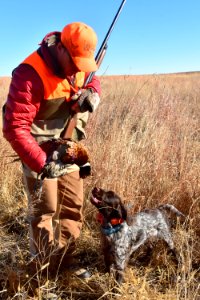 Hunter with dog and ring-necked pheasant in LaCreek National Wildlife Refuge, South Dakota, upland game hunting 01, 2020-11-11 photo